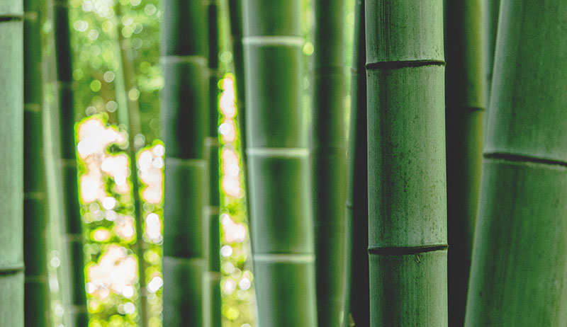 bamboo-2.jpg