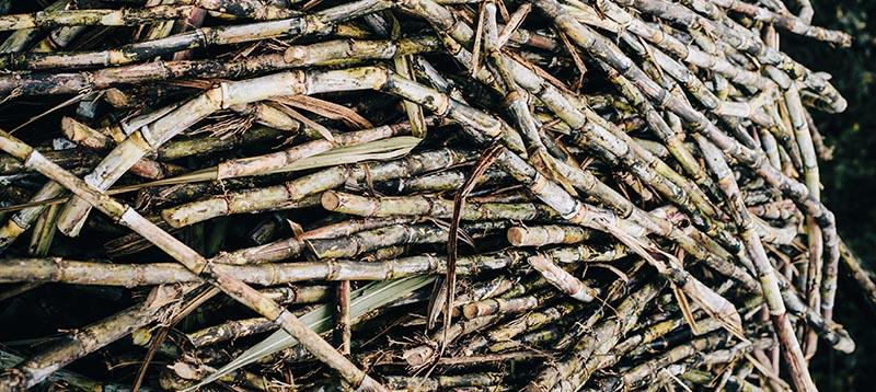 Harvested Sugarcane Stalks