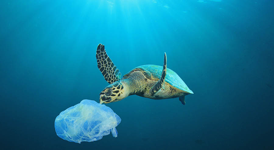 plastic bags in the ocean with a turtle